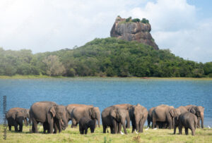 Read more about the article Sigiraya