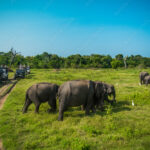 Yala National Park