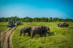 Read more about the article Yala National Park