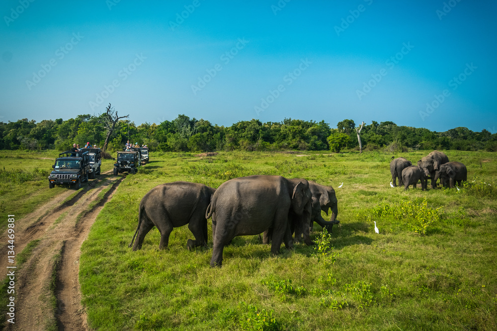 Read more about the article Yala National Park